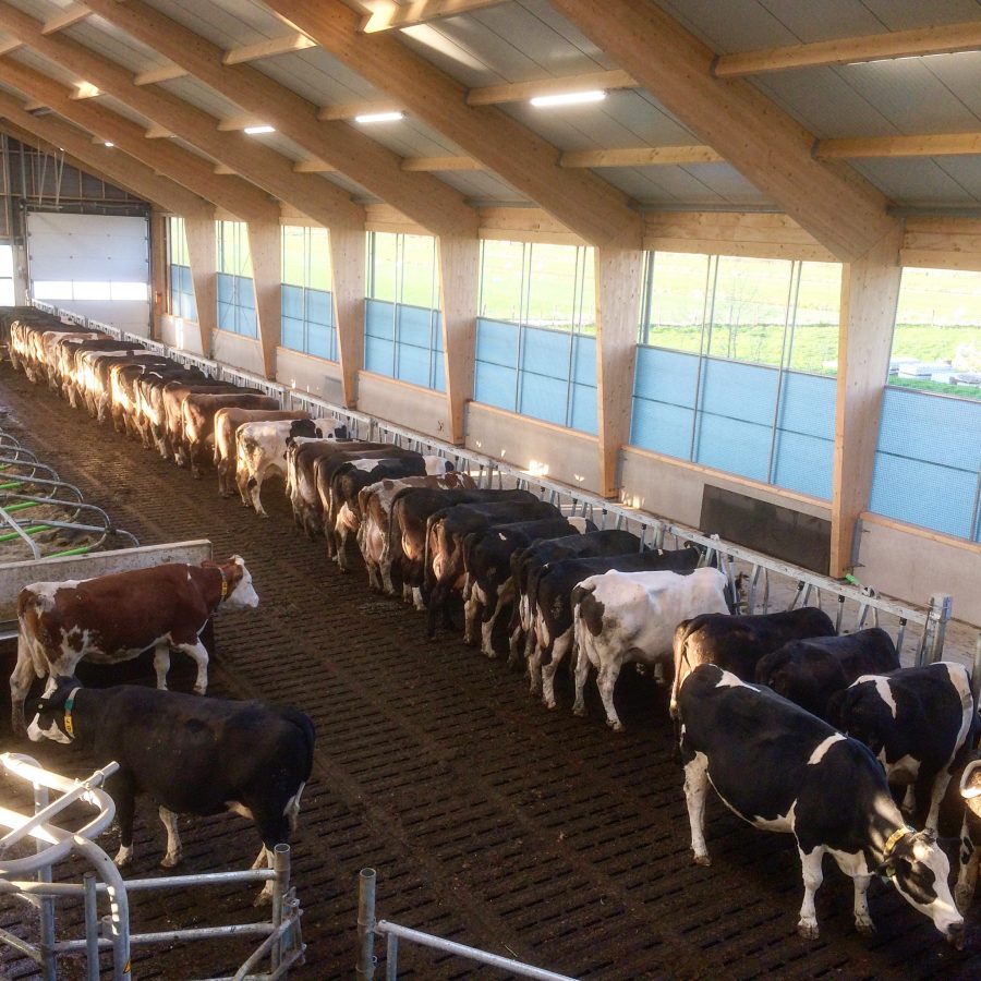 The cattle for milkproduction